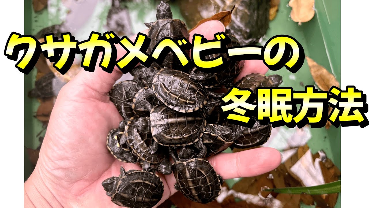 クサガメベビーの冬眠方法