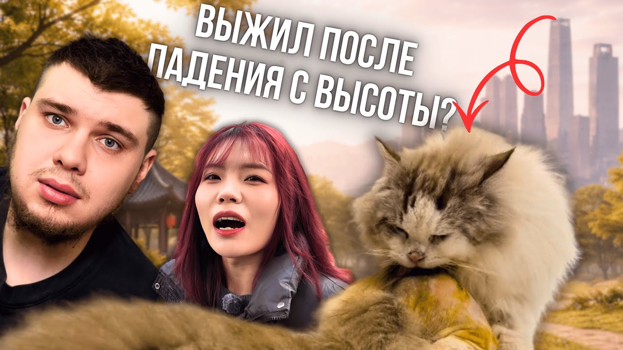 Он выжил после падения с высоты. Мы нашли этого кота в Китае