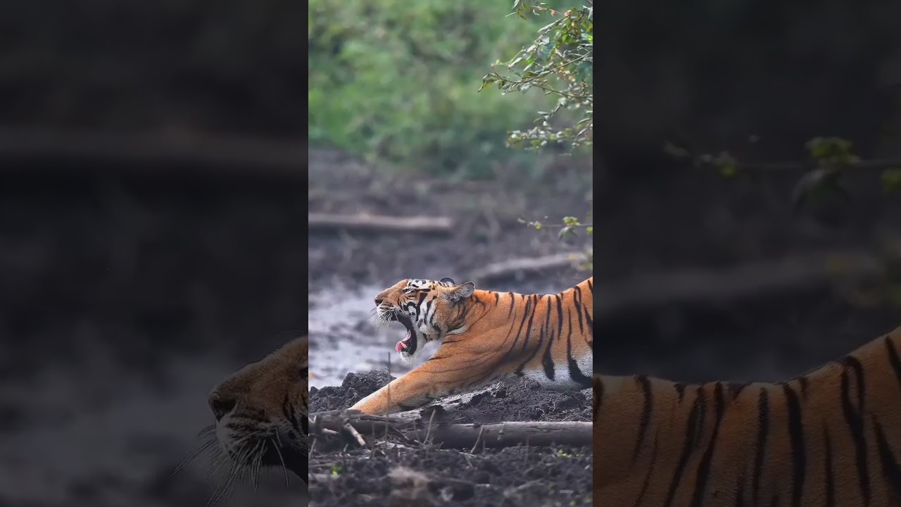 tiger in habitat