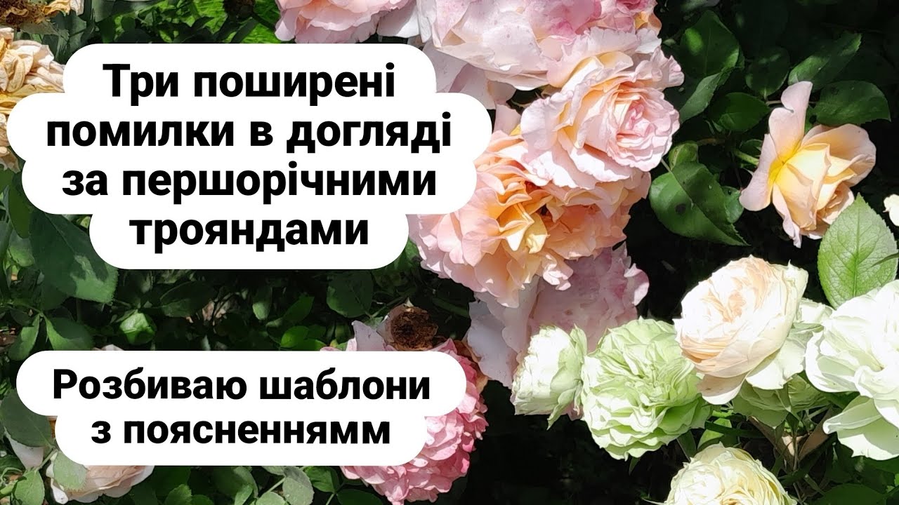 Першорічні троянди догляд/first-year roses care/Rose newbies and rose obsessives!