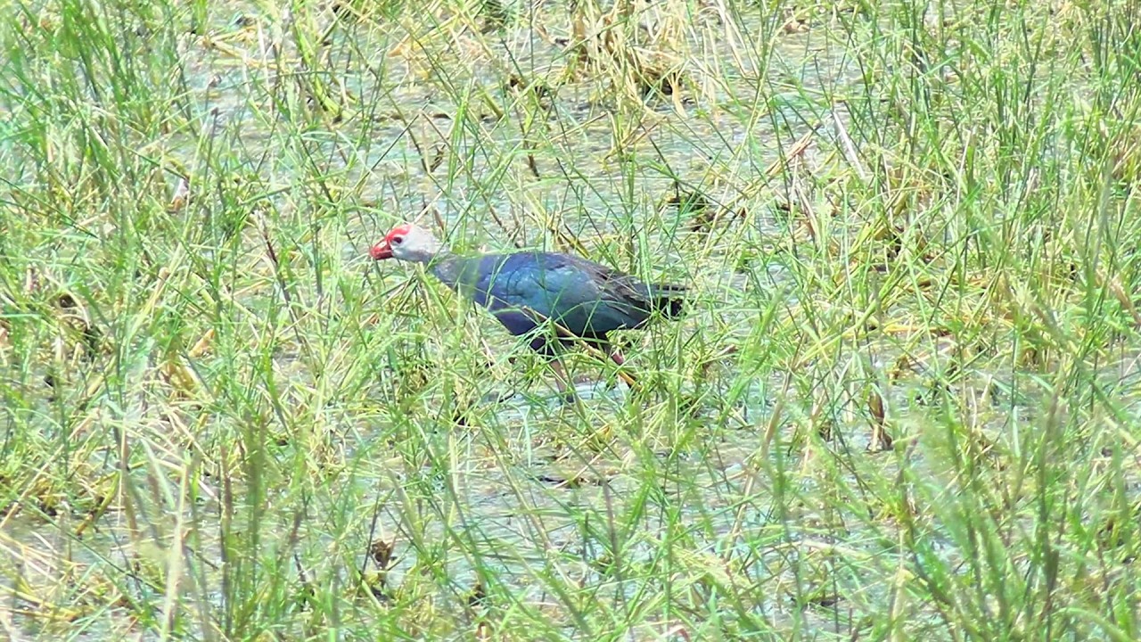 Grey-headed Swamphen