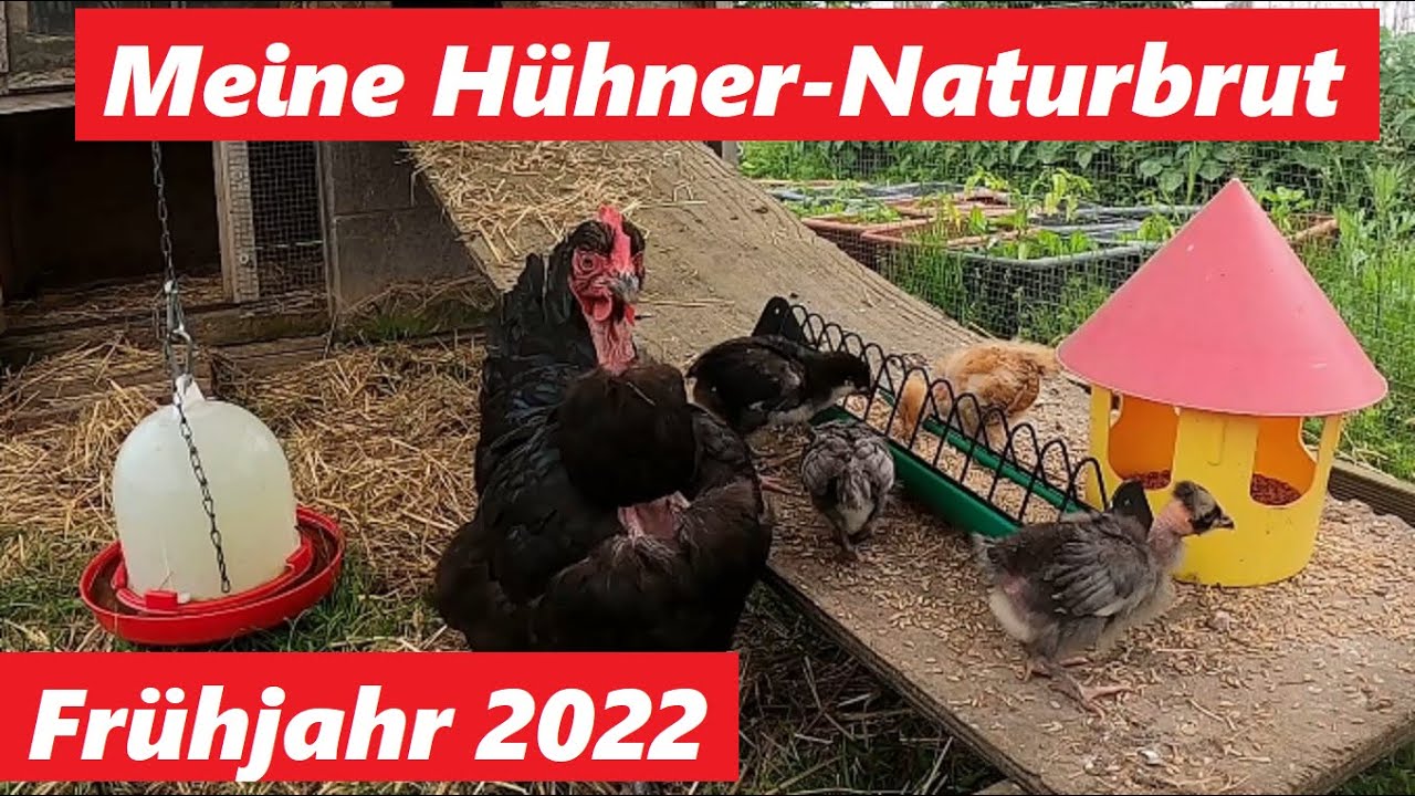 Meine Hühner Naturbrut im Frühjahr 2022 !