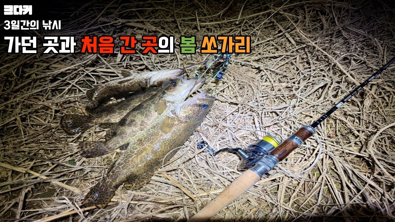 미호강 봄 쏘가리 마릿수 가능합니다!!!