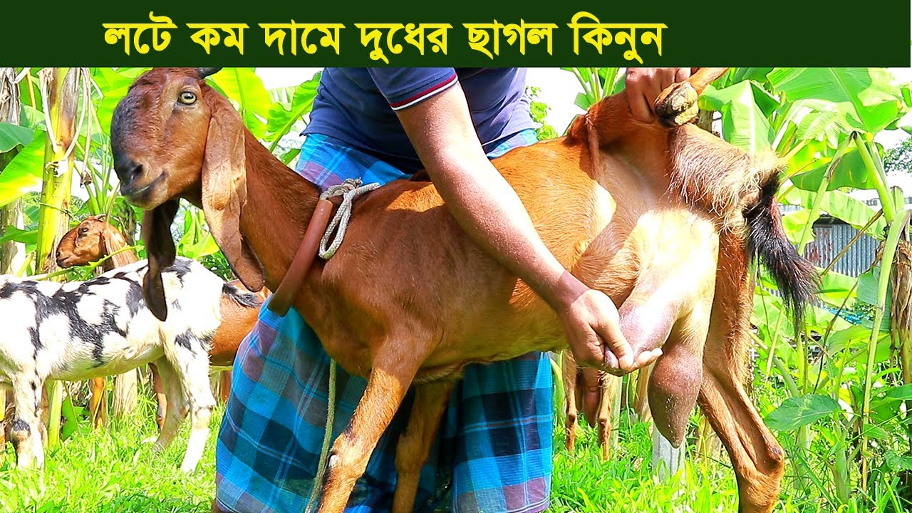 লটে কম দামে দুধের ছাগল সহ ক্রস ছাগল নিতে পারেন goat farm