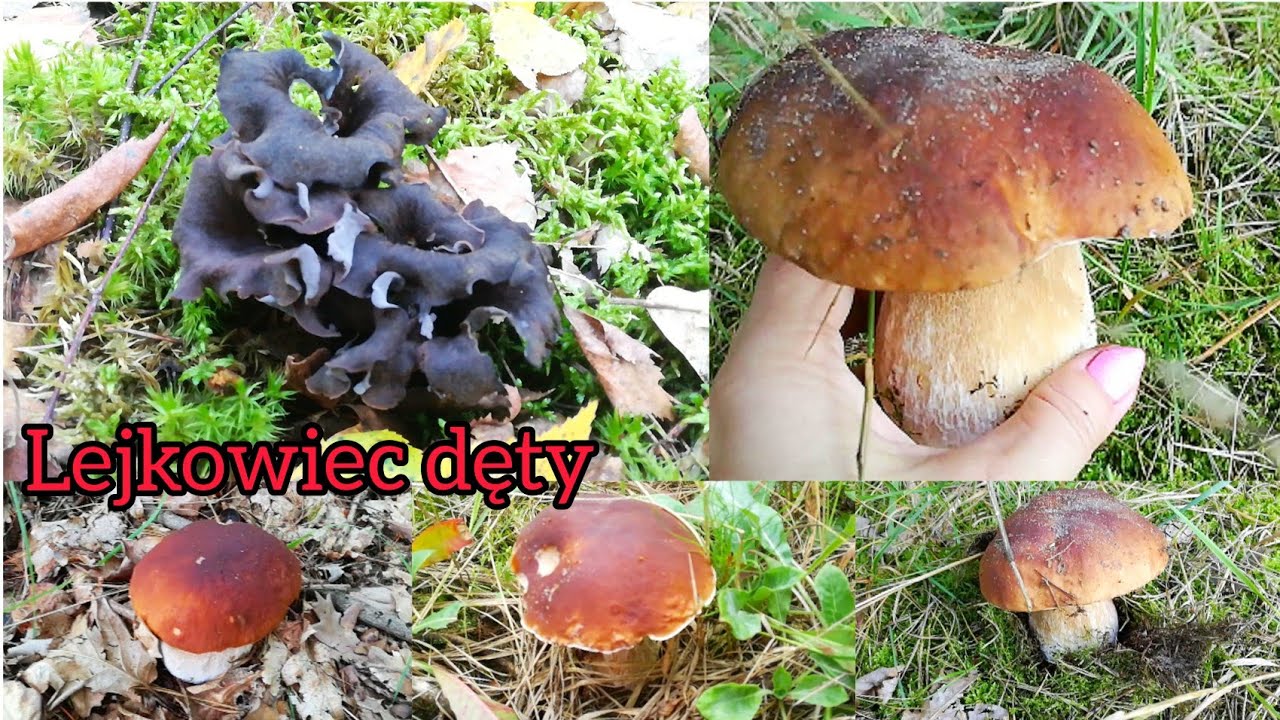Znów koszyk grzybków...Lejkowiec dęty na moich terenach...😱