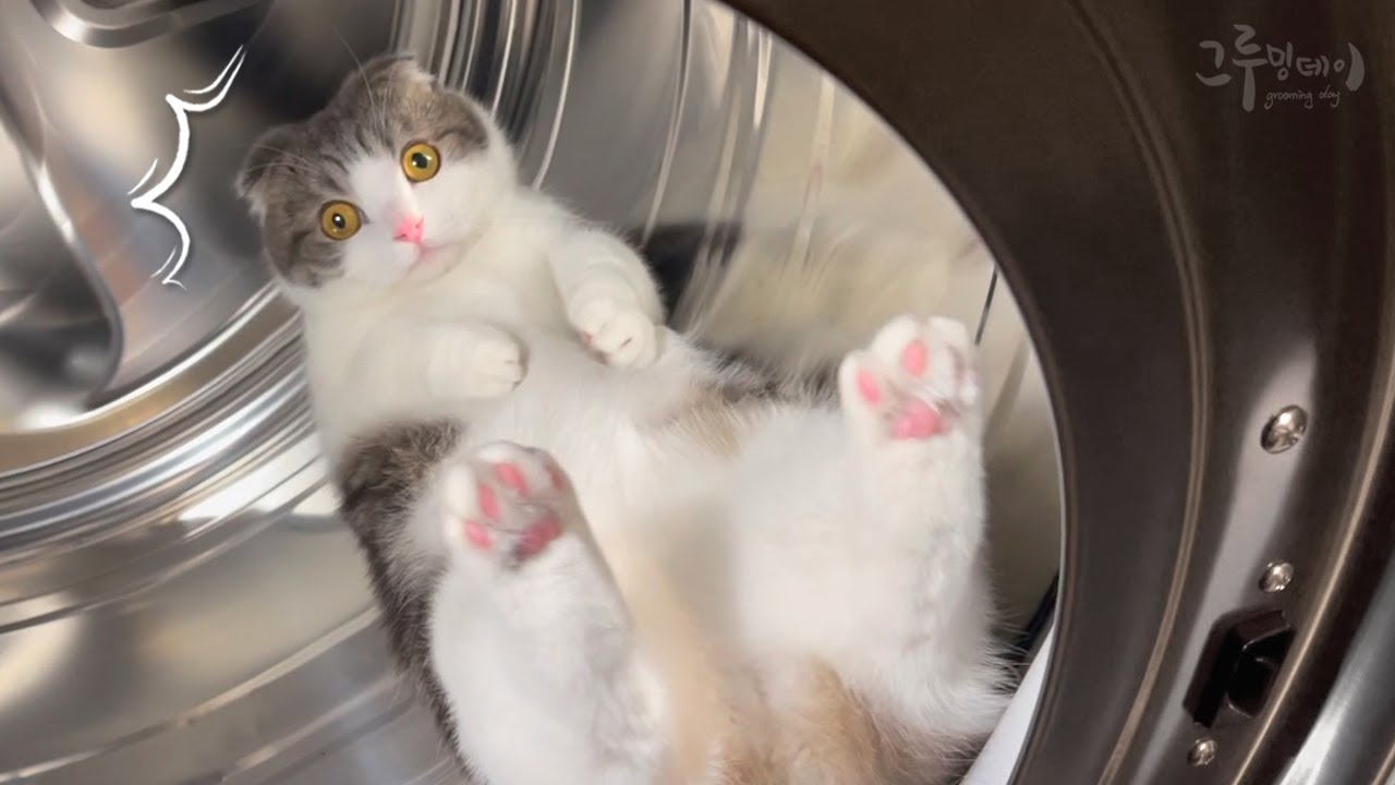 코비 세탁기 안에서 뭐해? 사고뭉치 고양이