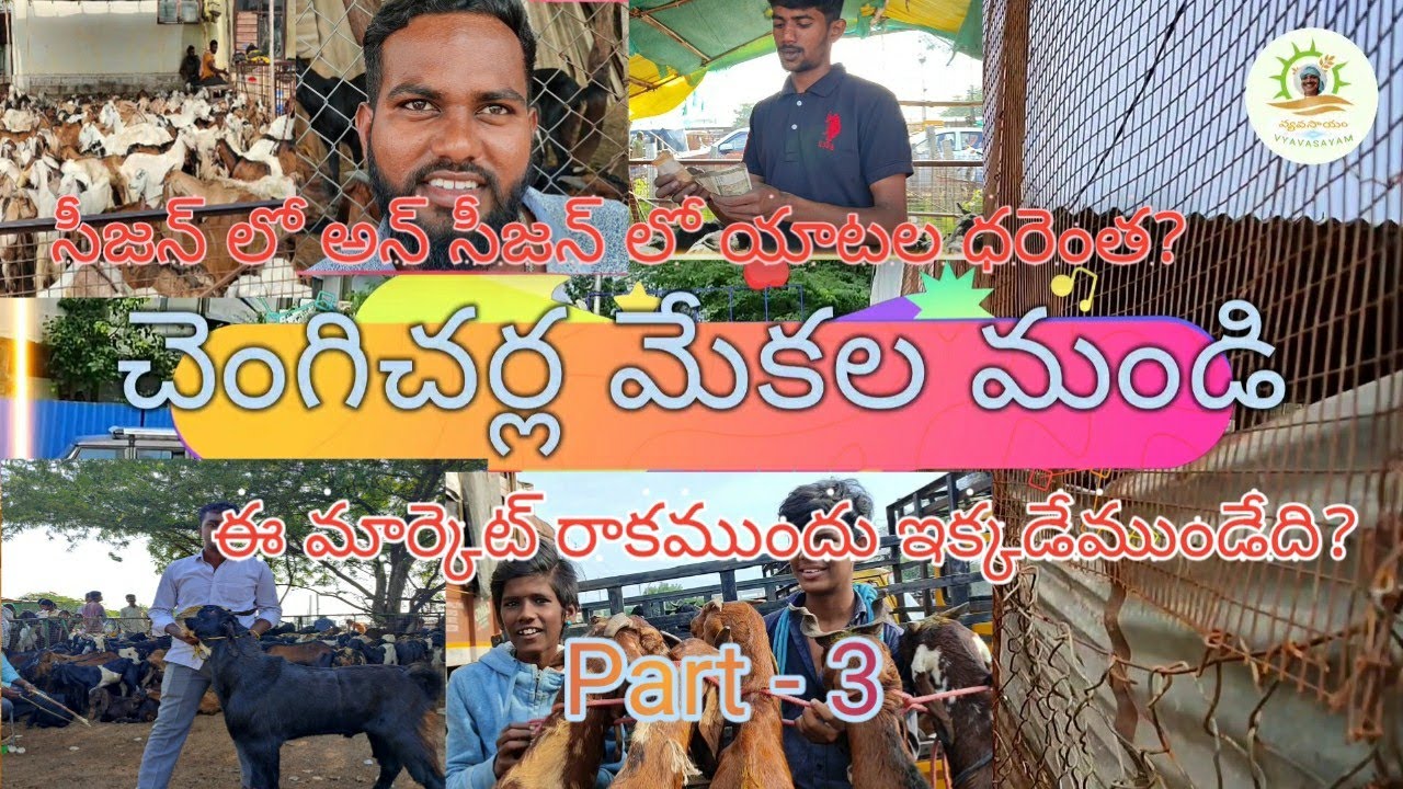 చెంగిచర్ల మేకల మండి డిటైల్డ్ స్టోరీ / Goats 🐐 prices in #chengicherla market ll #vyavasayam