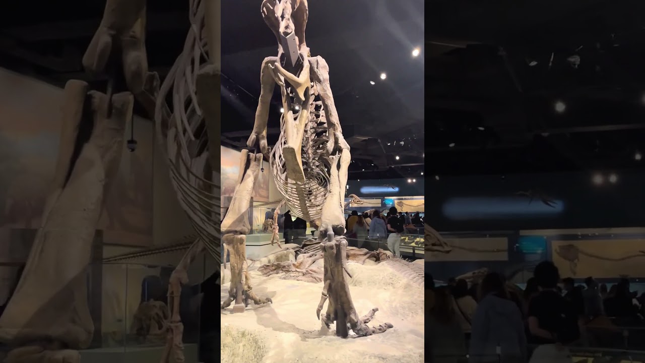 I love this spot at Field Museum, Chicago #fieldmuseum