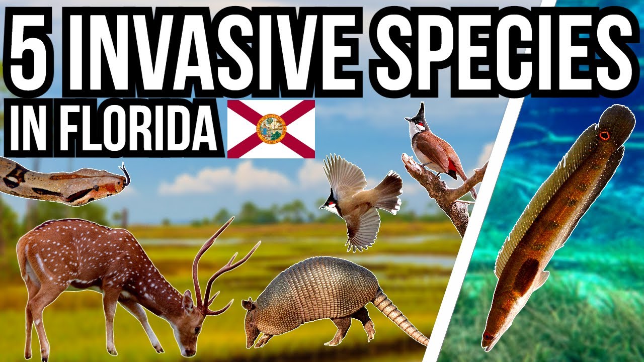 5 Problem Invasive Species In Florida Part 2