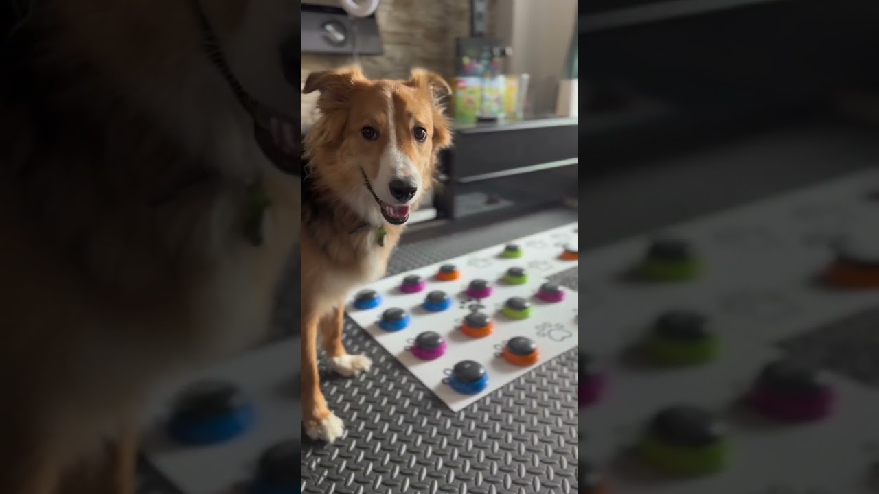 Co chcesz Salto❓🖲️🐶 #salto #saltonat #gadajacypies #talkingdog #dog #pies #psiakość
