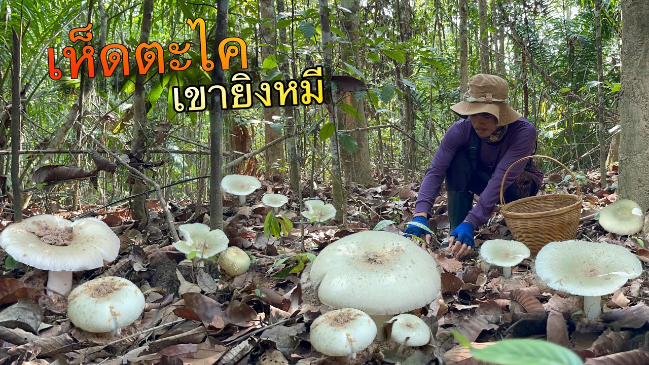 ป๊าดๆๆวันนี้มีแต่ดอกสวยๆ!!!เห็ดตะไคเขียว!!!!เก็บม่วนๆหมานๆนำกันจ้า(22/03/68)