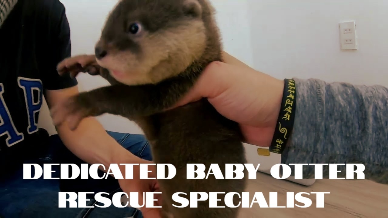 Meet The Adorable Baby Otter At Catfe Before He Heads Off To Cat Tien National Park