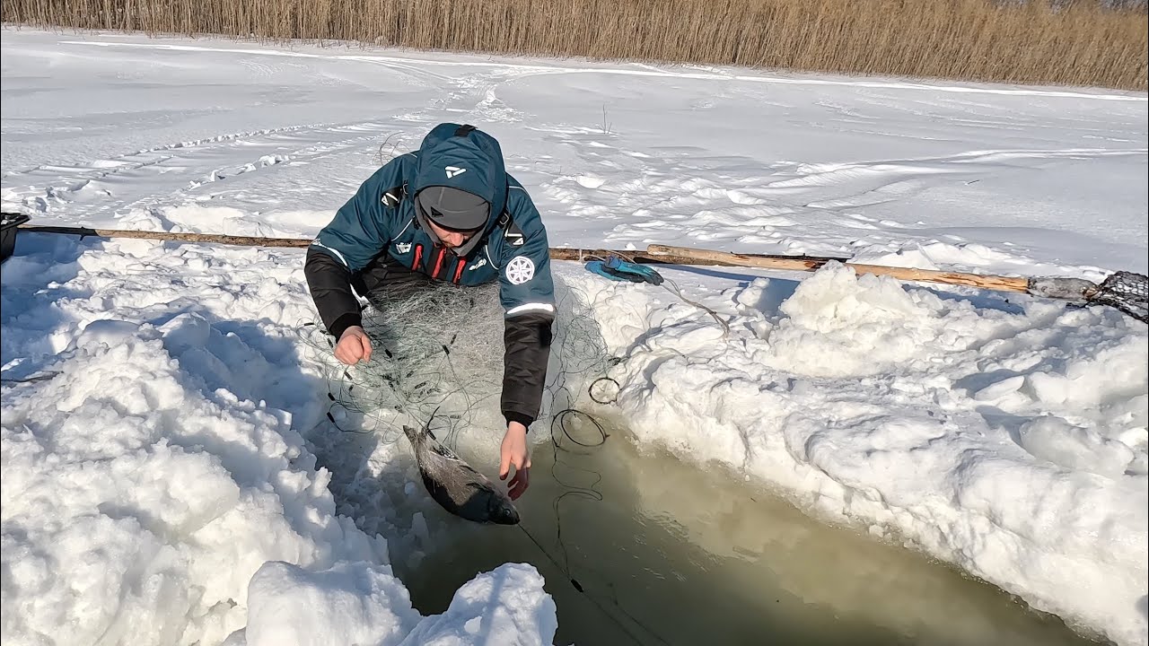 Лещи идут в сети, отличный улов за одну ночь #сети #лещи #рыбалка #весна