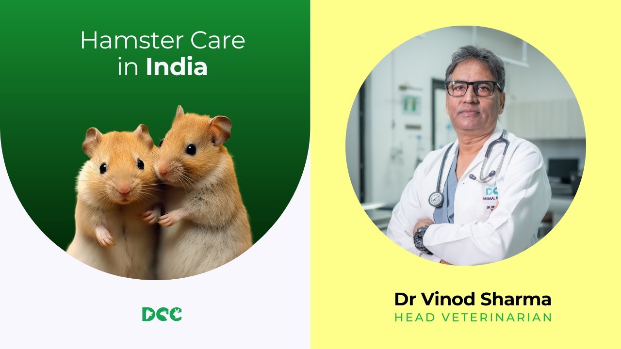 Hamster Care in India | Dr. Vinod Sharma