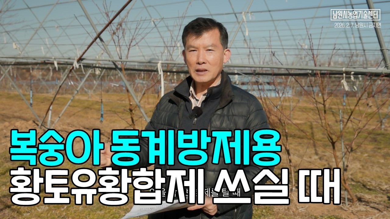 복숭아 동계방제용 황토유황합제 쓰실 때