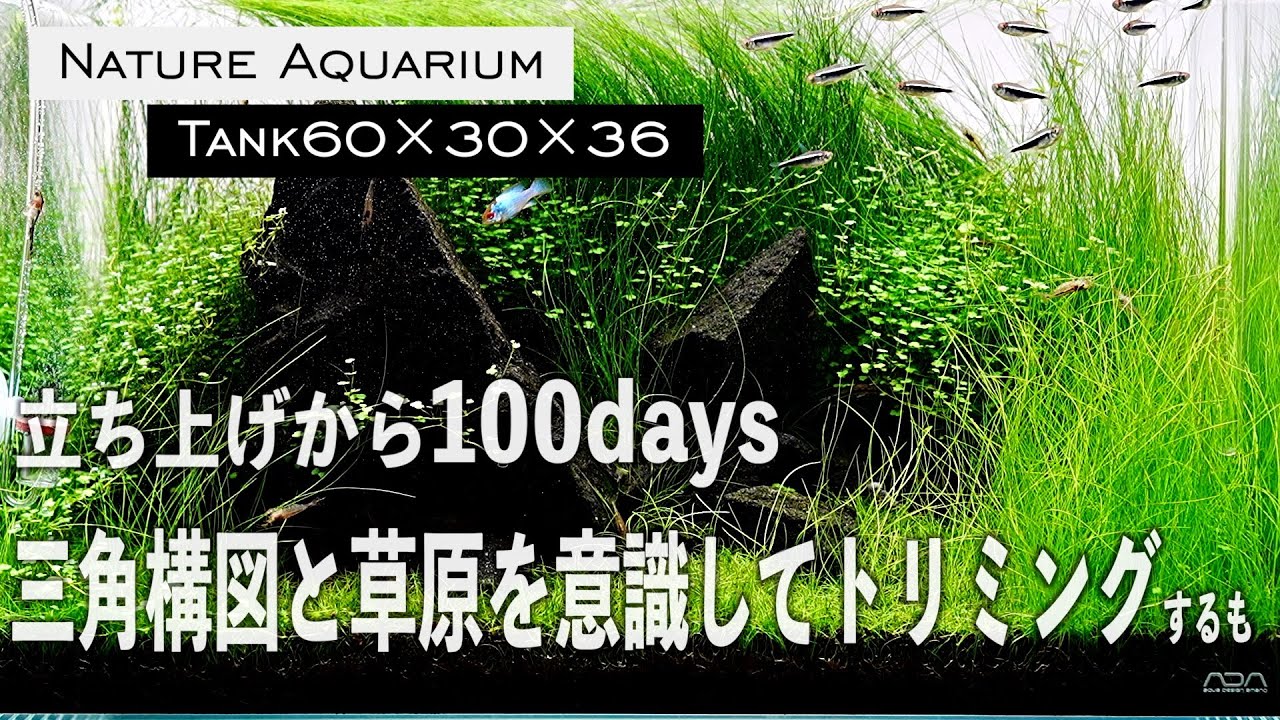 【アクアリウム】水草の勢いがやばすぎてNature aquarium感の出た水景をショートヘアグラスの草原にトリミング #aquarium #ネイチャーアクアリウム #水草水槽#アクアリウム