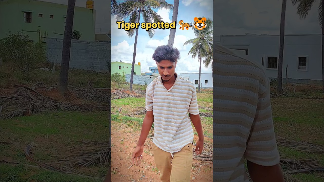 Tiger spotted 🐯 #tiger #viral #shorts #trending #funny