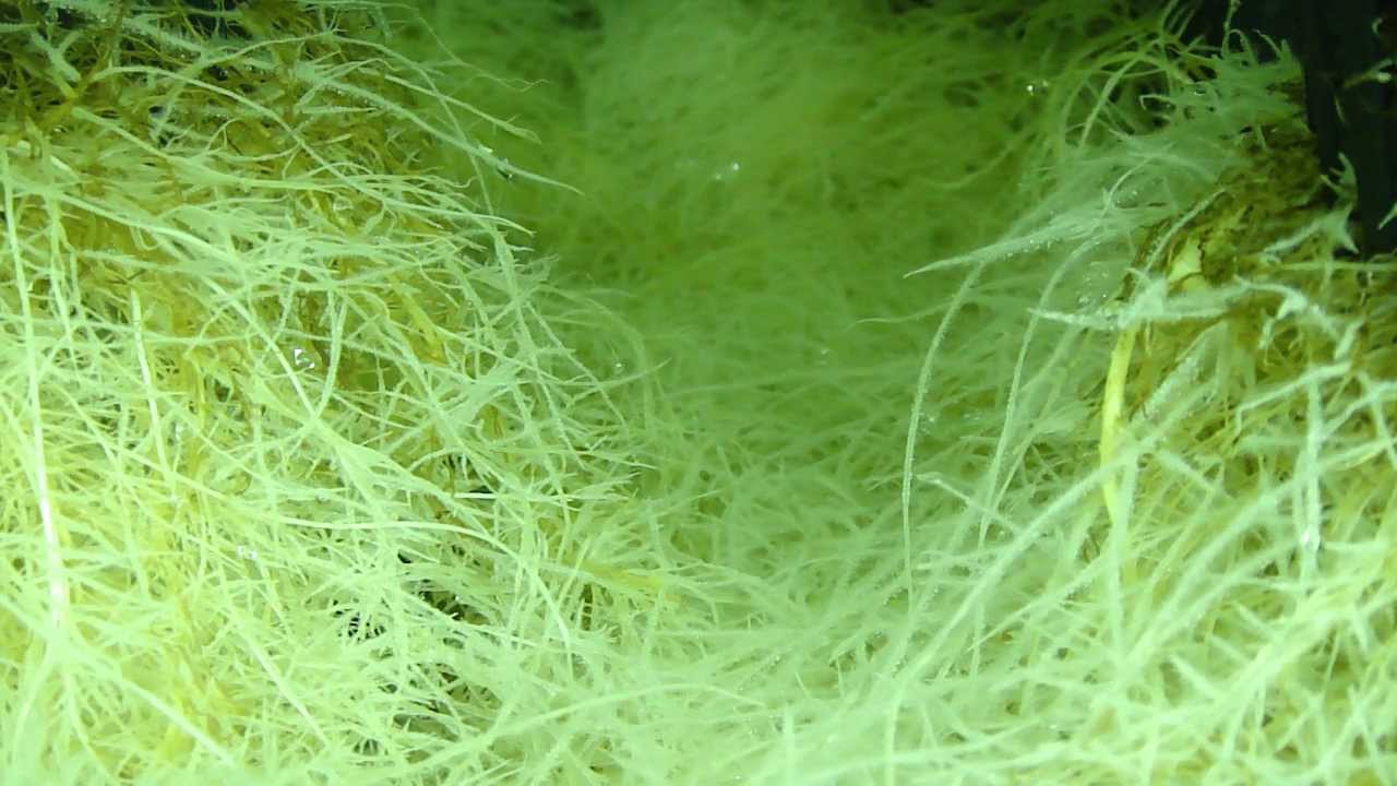 DIY High Pressure Aeroponics Kit by Multiponics