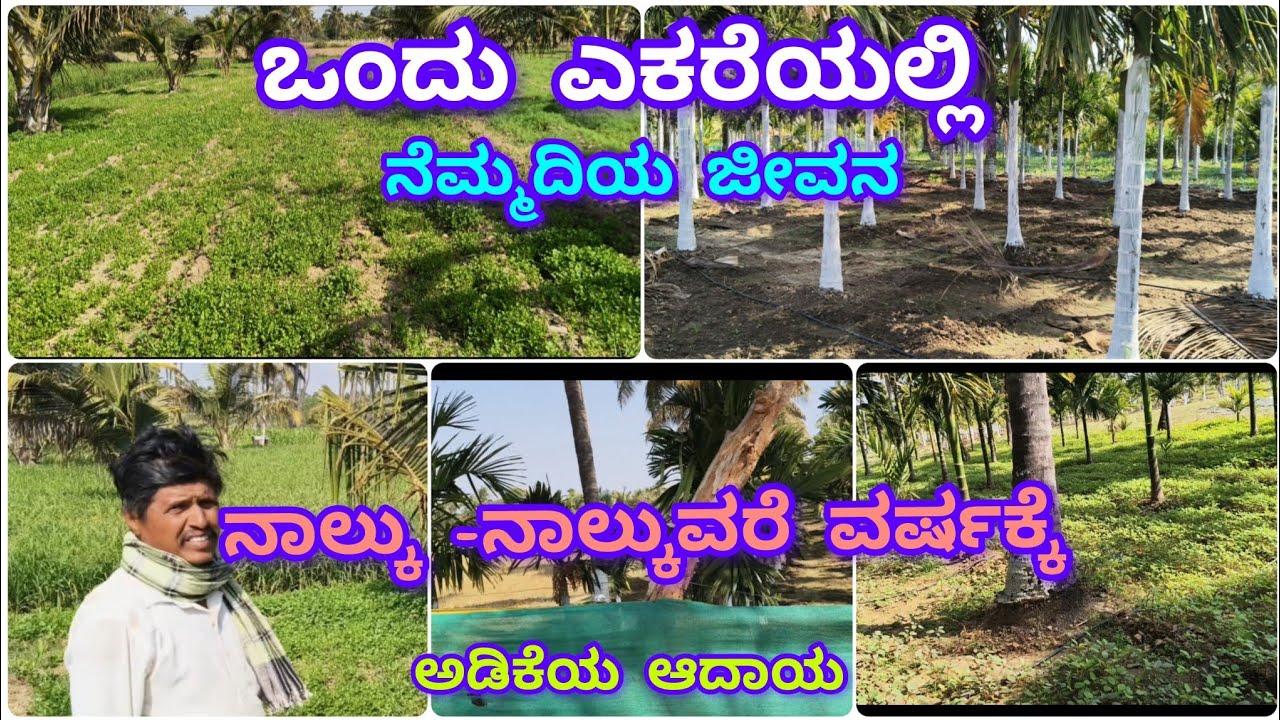 ಒಂದು ಎಕರೆಯಲ್ಲಿ ನೆಮ್ಮದಿಯ ಜೀವನ, ನಾಲ್ಕು-ನಾಲ್ಕುವರೆ ವರ್ಷಕ್ಕೆ ಅಡಿಕೆಯ ಆದಾಯ ತಿಳಿಯೋಣ ಬನ್ನಿ 