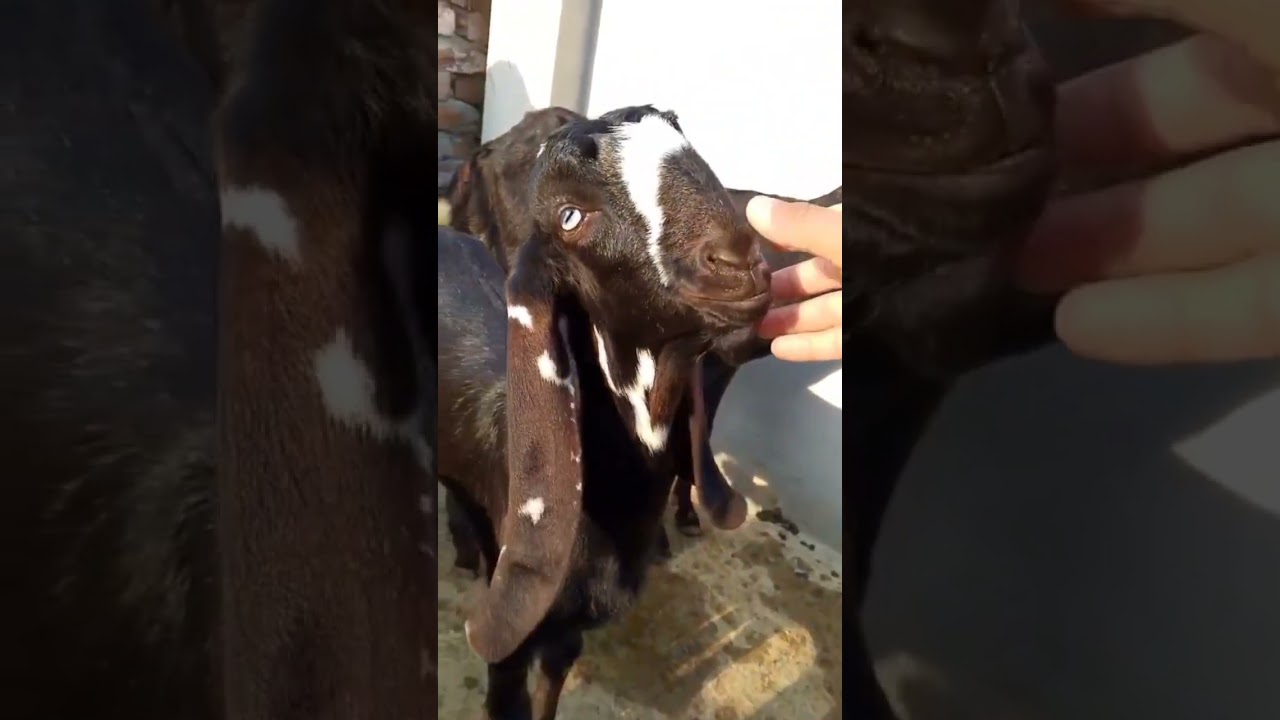 #goatsfarming #goatfarminginpakistan #goats