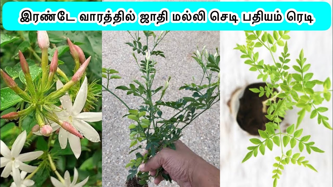 15 நாளில் ஜாதி மல்லி செடி பதியம் ரெடி / Jathimalli plant propagation