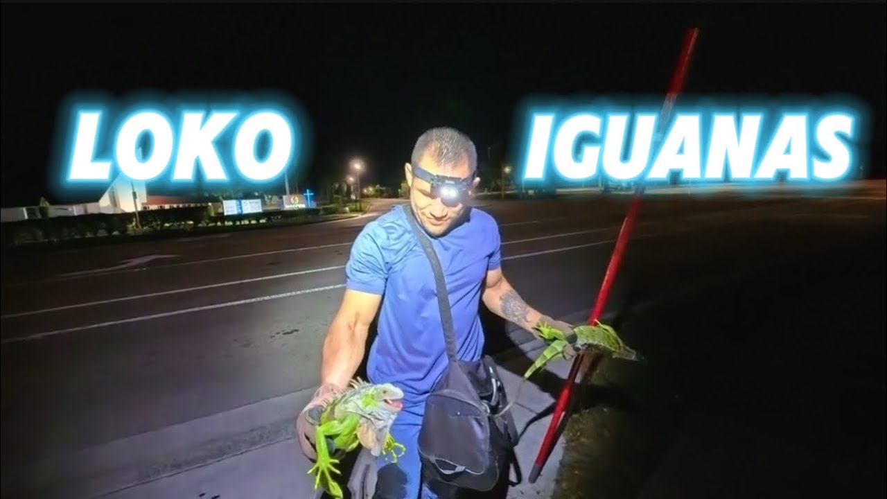 LOKO IGUANA HUNT