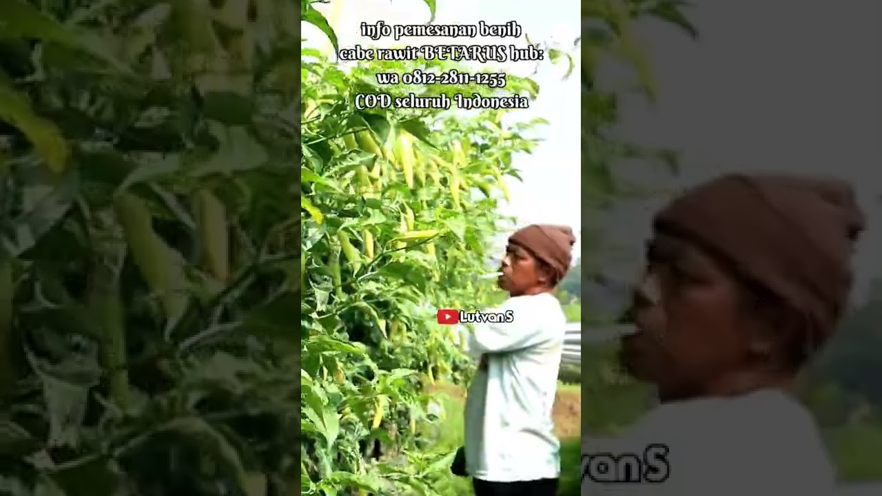 Cabe rawit tahan virus BETARUS