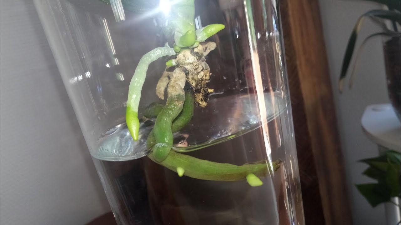 Como recuperar orquídeas na água,🤩 resultados fantásticos, Water culture, Hydroculture