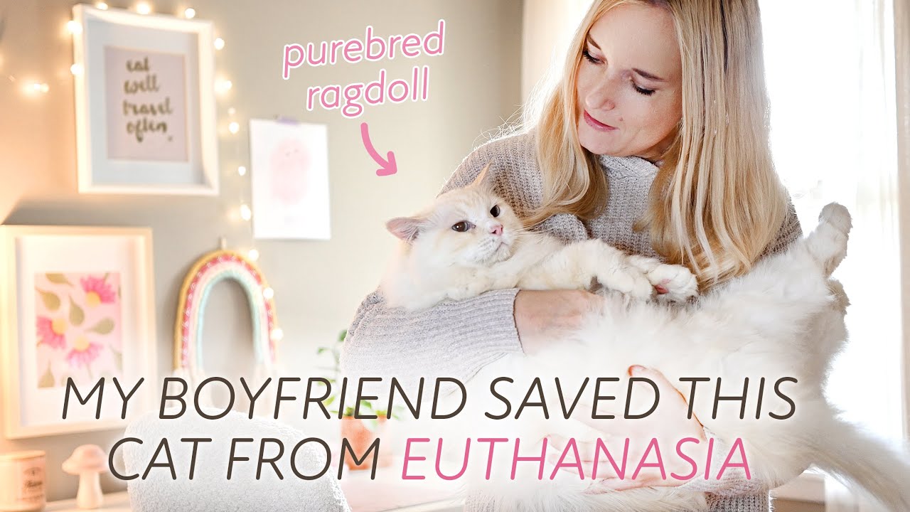 My Boyfriend Saved this Cat from Euthanasia
