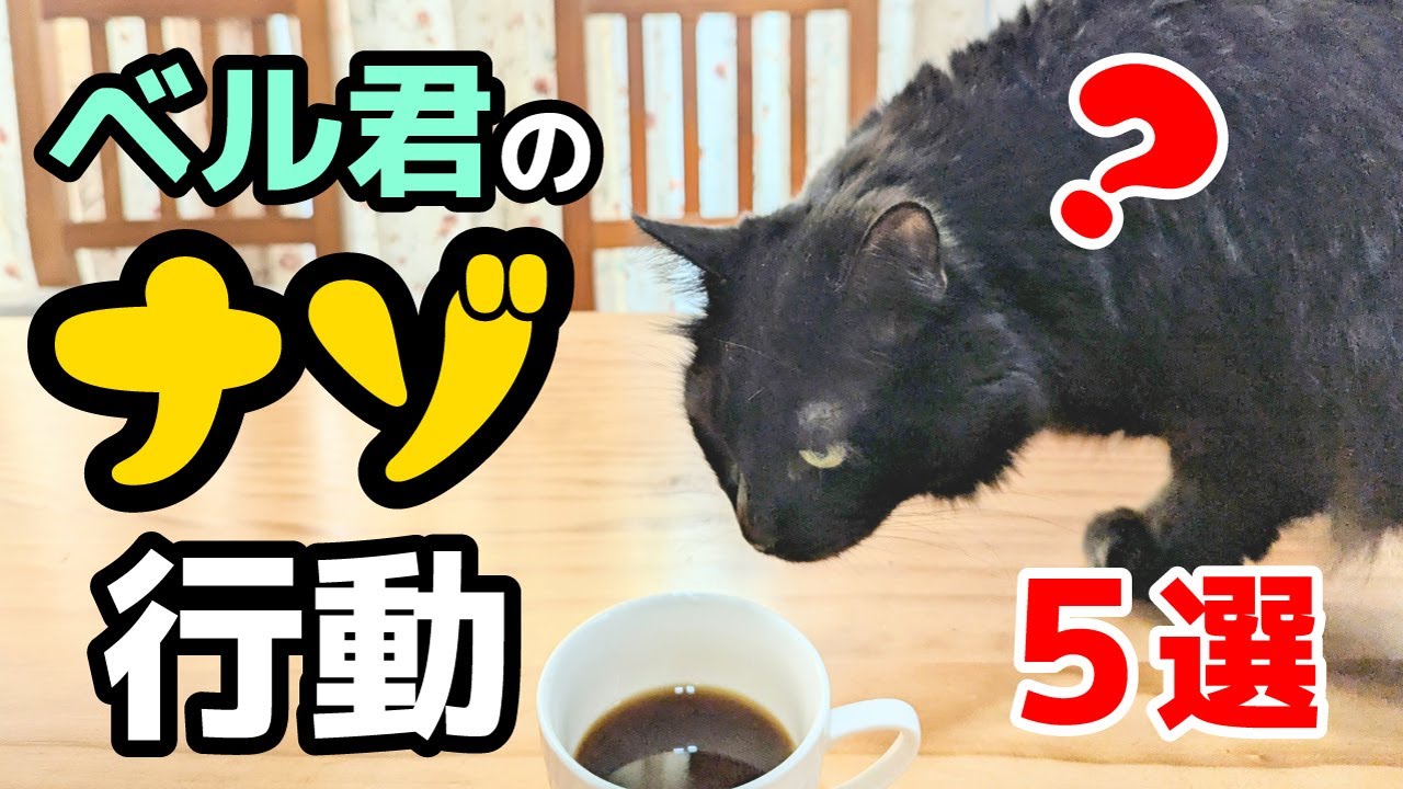 【ベル君のナゾ行動・５選】何か意味あるの？笑