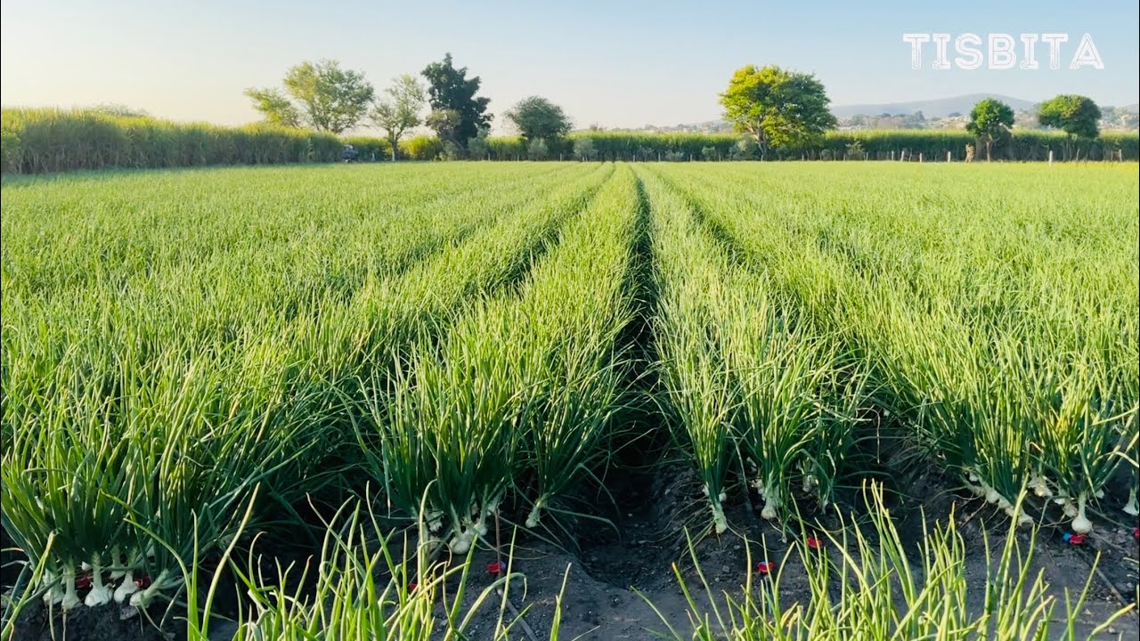 CULTIVO DE CEBOLLA EN SISTEMA DE RIEGO