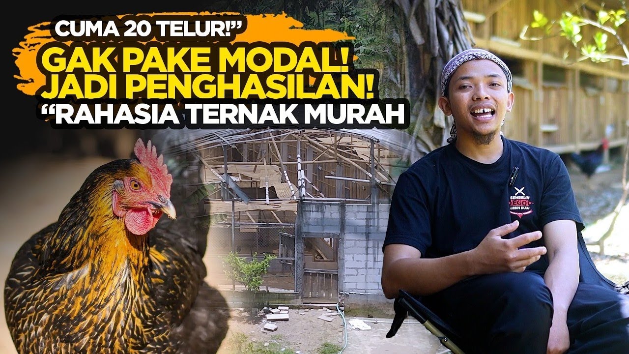 Ternak Ayam Tanpa Modal! Dari 20 Telur Jadi Penghasilan