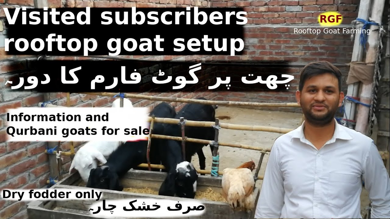 Visited rooftop setup | Qurbani k bakray for sale | katawa | khusk chara || Rooftop Goat Farming
