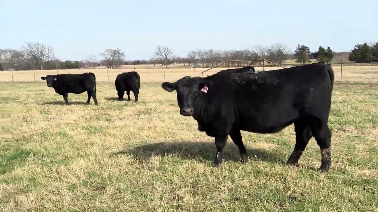 Deleu Ranch Registered Black Angus - Six Open/Bred Heifers