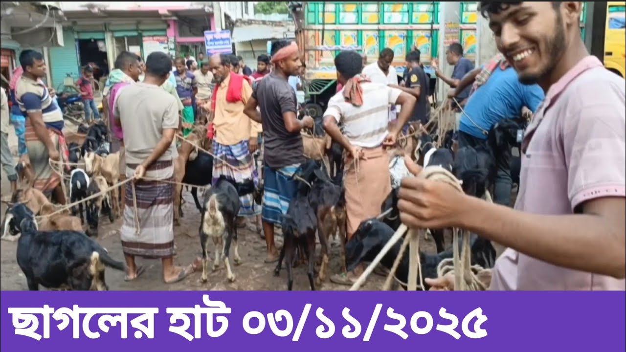 November 3, 2025 ছাগলের হাট।। আজকের বাজার মূল্য,  ভাঙ্গুড়া বাজার যশোর।।