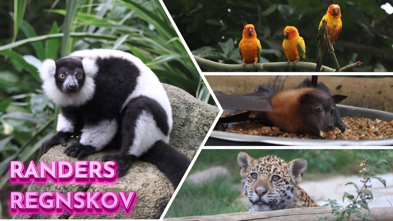 Randers Rainforest - AMAZING ZOO!!!