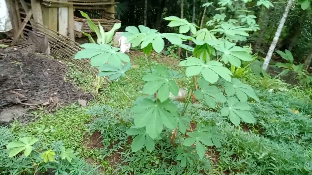 Ternak terpadu 