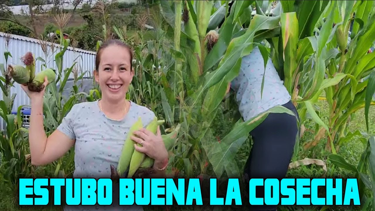 ARRIESGAMOS CON UNA NUEVA CLASE DE MAIZ Y LOS RESULTADOS NOS SORPRENDIERON