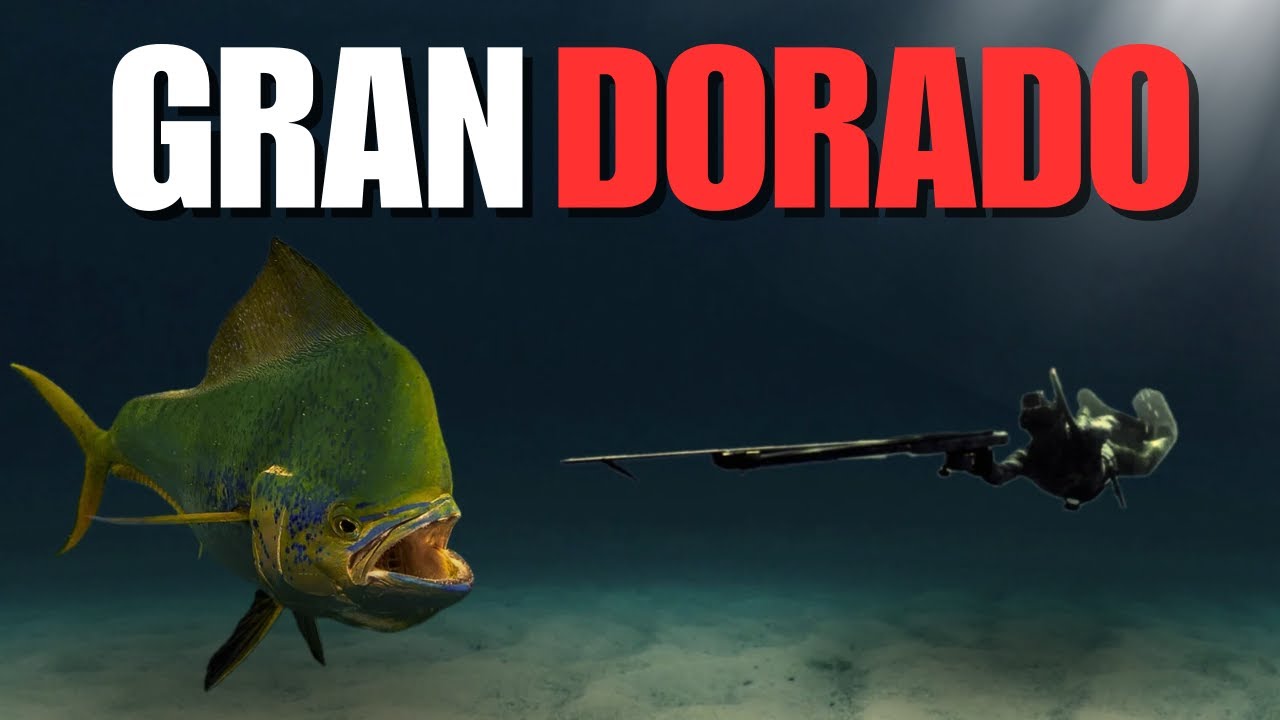 As&iacute; Pesqu&eacute; Estos Peces Enormes - Pesca Submarina