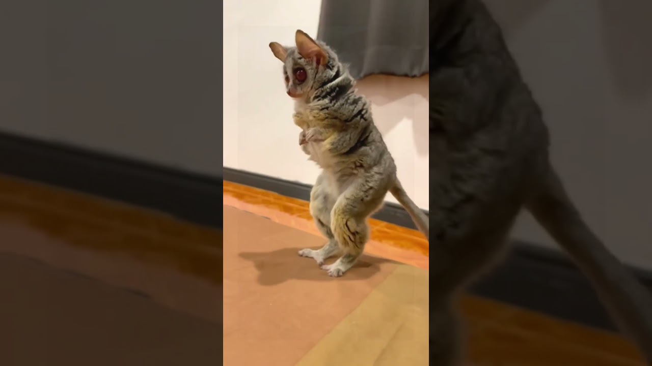 Galago senegalensis#wildlife #Funny  #foryou #fpy #animals #birds