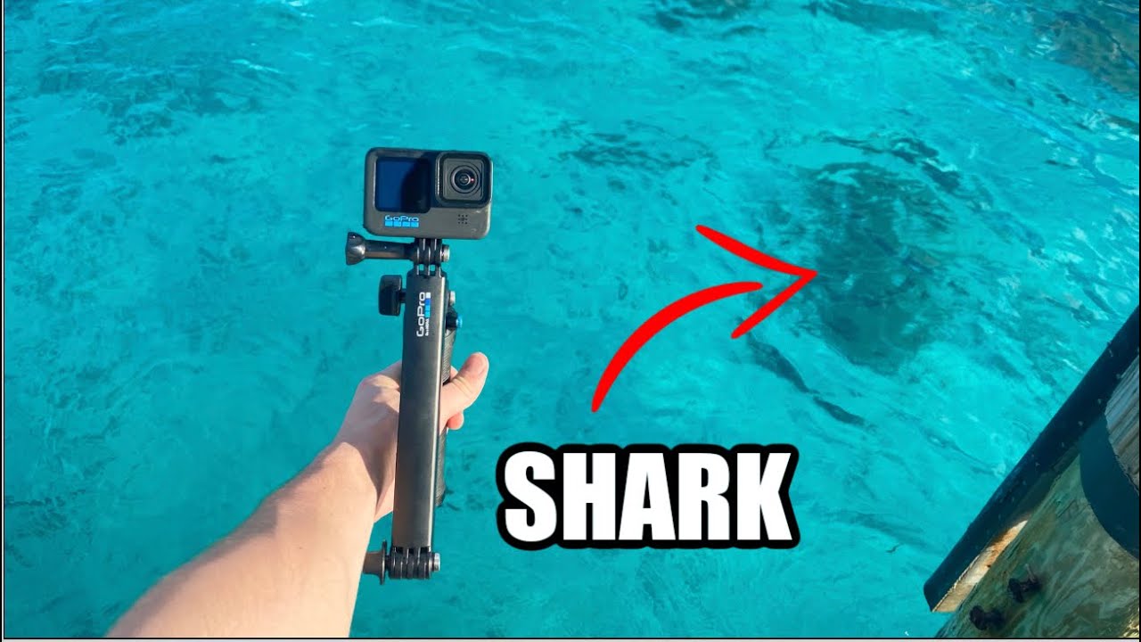 Dropping My GoPro Under Fishing Marina (Wild) - Lots Of Sharks!