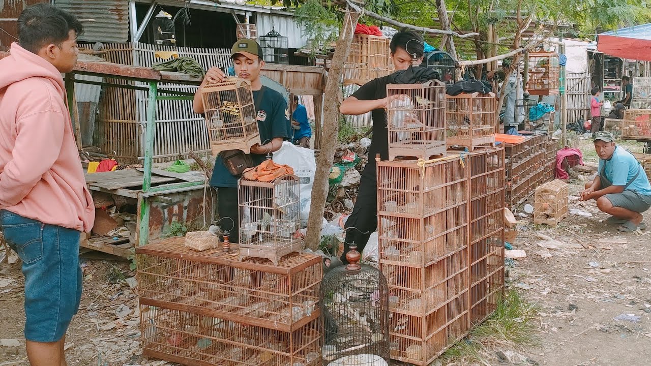 BURUNG MURAH² KALO PERAWAN TELATEN HASIL TIDAK KECEWA