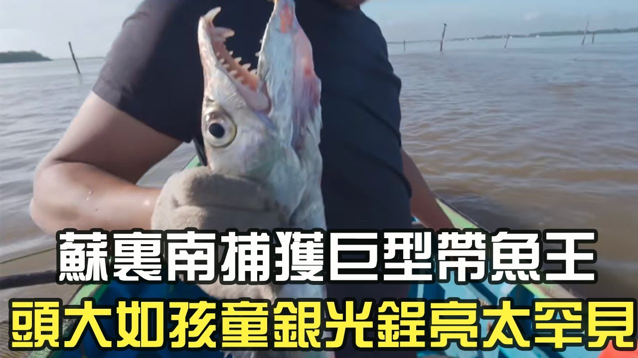 蘇裏南捕獲巨型帶魚王，頭大如孩童銀光锃亮太罕見#阿牛愛捕魚 #趕海 #蘇裏南 #熱門