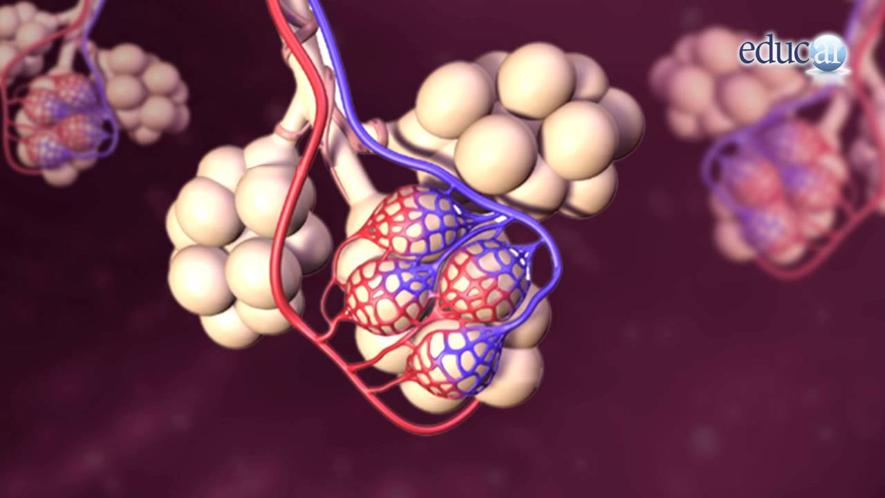 Biología: El oxígeno y la respiración