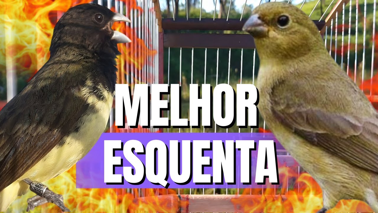 Papa capim siu siu com Fêmea chamando para Esquentar papa capim siu siu e papacapim siusiu