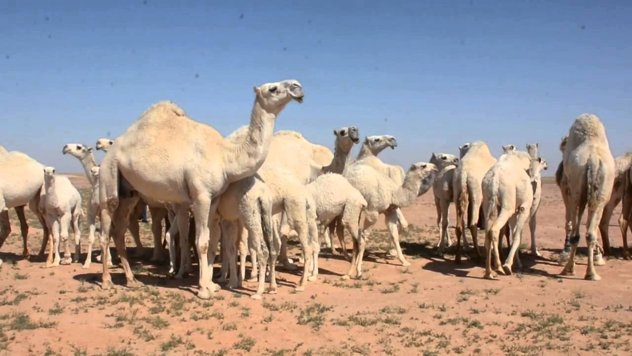 صاحب السمو الملكي الأمير/عبدالعزيز بن سعد بن عبدالعزيز ال سعود بضيافة الشيخ/ ناصر بن فيحان ابن ضبيب