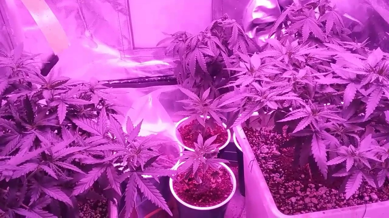 Pineapple thai & purple chem og 9 weeks from seed update