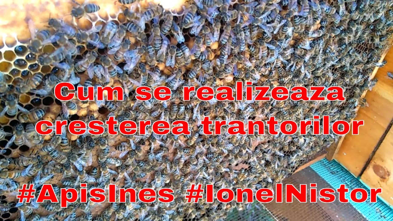 Cum se realizeaza cresterea trantorilor 03 aprilie 2017 