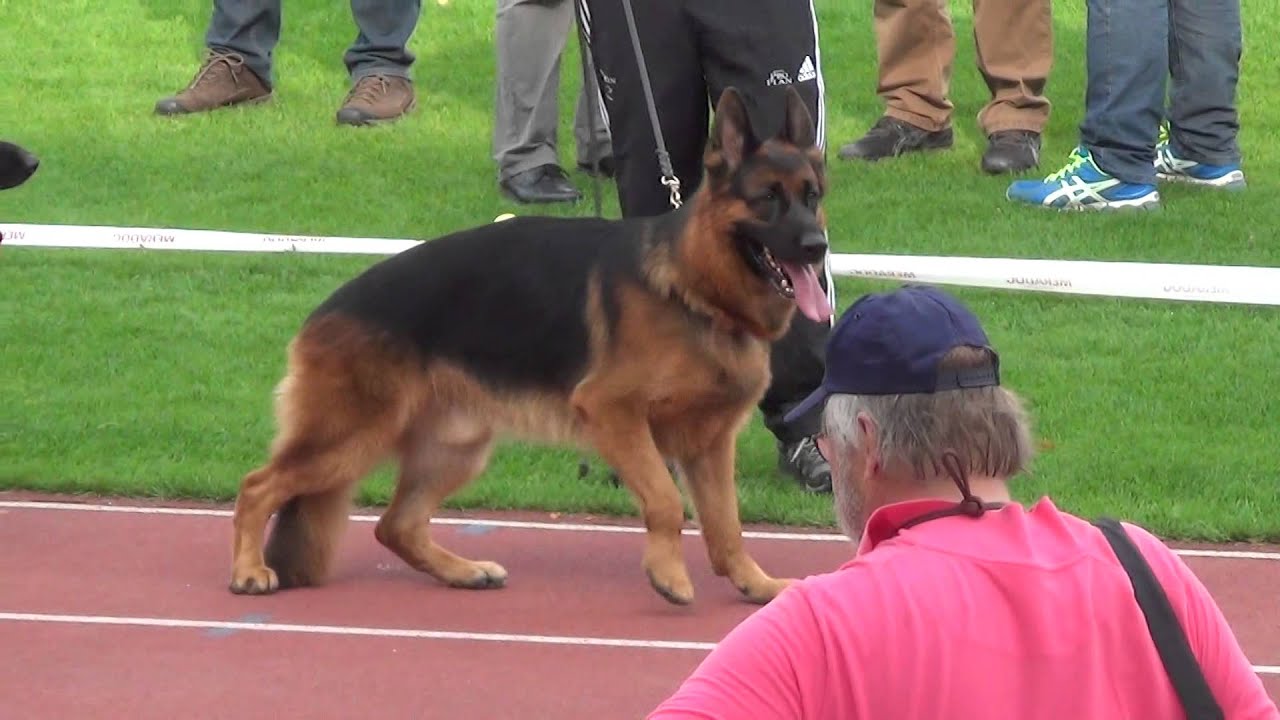 Iliano vom Fichtenschlag (BSZS-2014)