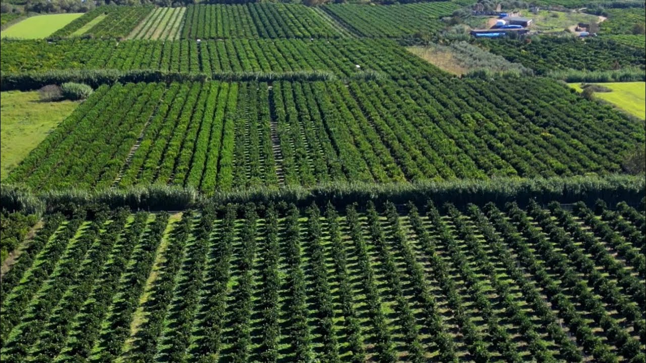 Mandarinat e Konispolit mbeten në degë, fermerët me sytë nga Zoti dhe Qeveria